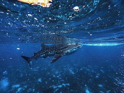 Barceló Whale Lagoon Maldives, , Малдиви