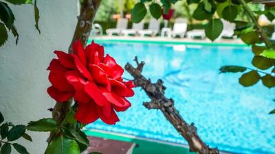 Catty Cats Garden Hotel, Сиде, Турция