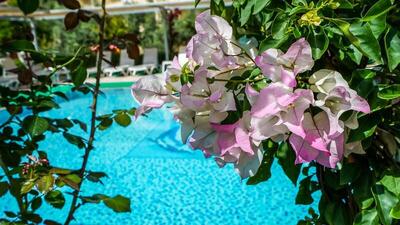 Catty Cats Garden Hotel, Сиде, Турция