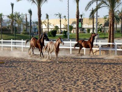 Concorde El Salam Sharm El Sheikh Sport Hotel, , Египет