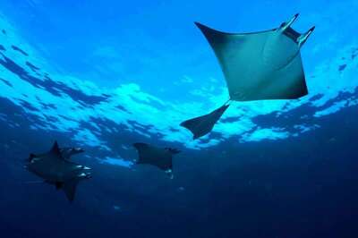 Dhigali Maldives, , Малдиви