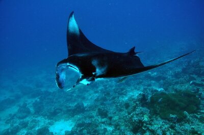 Dhigali Maldives, , Малдиви