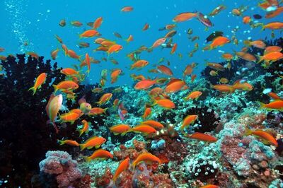 Dhigali Maldives, , Малдиви
