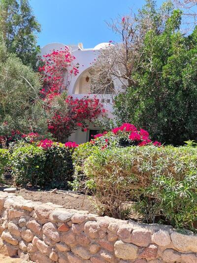DOMINA CORAL BAY HAREM, , Египет