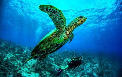 Dusit Thani Maldives, , Малдиви