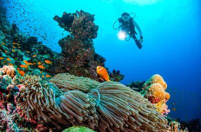 Dusit Thani Maldives, , Малдиви