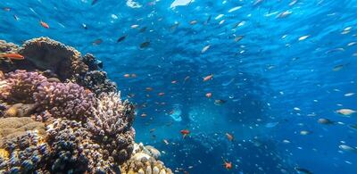 Faraana Reef - All-inclusive, , Египет