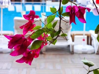 Grand Viking Hotel, Кемер, Турция