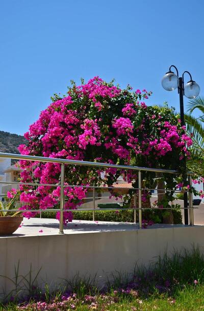 Niko Elen, Ираклион, Гърция