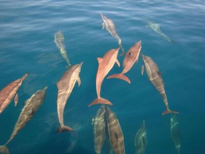 Park Hyatt Maldives Hadahaa, , Малдиви