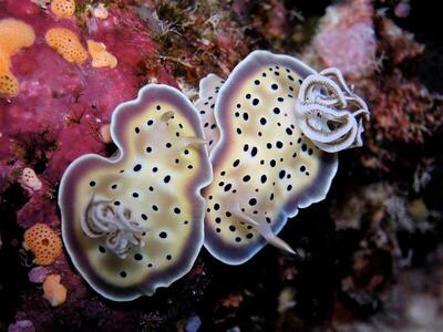 Park Hyatt Maldives Hadahaa, , Малдиви