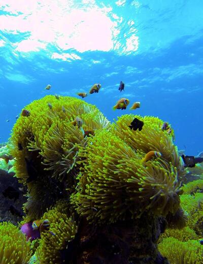 Park Hyatt Maldives Hadahaa, , Малдиви