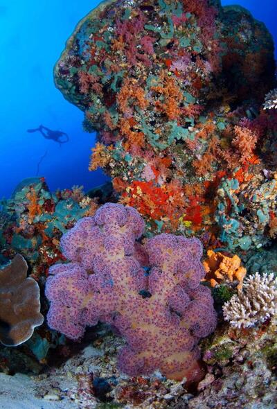 Park Hyatt Maldives Hadahaa, , Малдиви