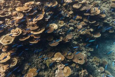 Park Hyatt Maldives Hadahaa, , Малдиви