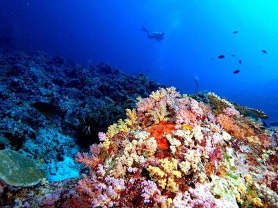 Plumeria Maldives, , Малдиви
