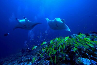 Raffles Maldives Meradhoo Resort, , Малдиви
