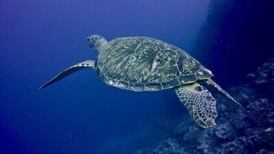 Raffles Maldives Meradhoo Resort, , Малдиви