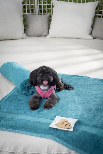 Serenade Punta Cana Beach & Spa Resort, Пунта Кана, Доминикана