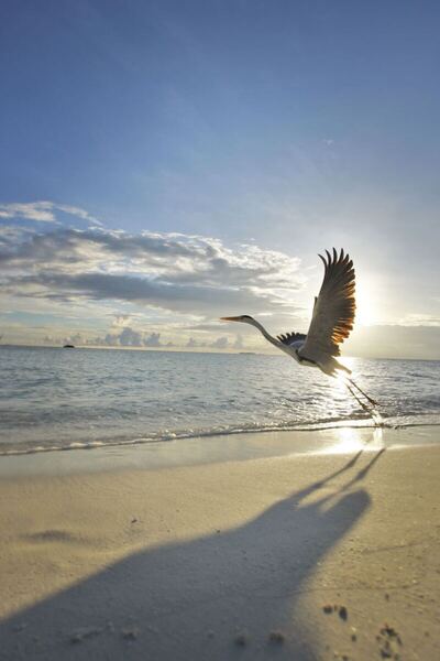 Velassaru Maldives, , Малдиви