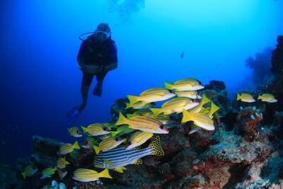 Veligandu Maldives Resort Island, , Малдиви