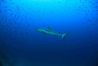 Veligandu Maldives Resort Island, , Малдиви